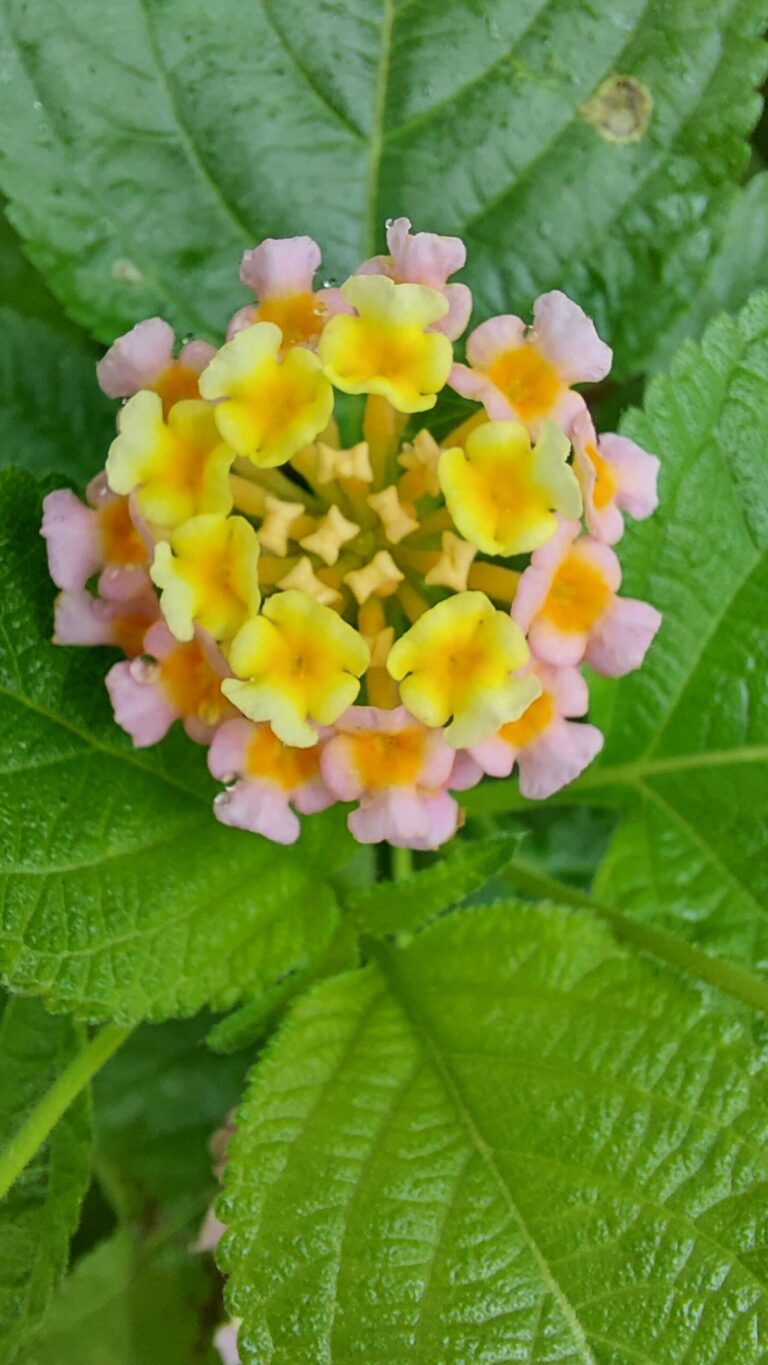 Tree Plantation (2023)